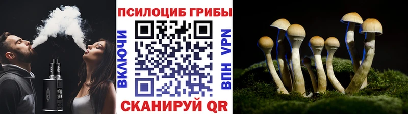 где найти   Билибино  Галлюциногенные грибы Psilocybine cubensis 